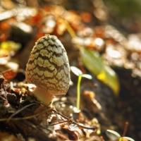 Боке и гриб