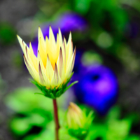 Одинокий цветок