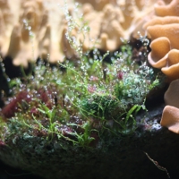 В аквариуме.