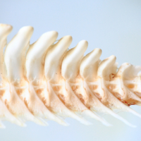 Танец белух