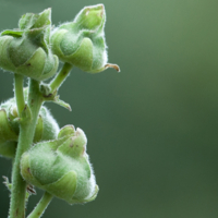 Зелено-зелено-зеленым...