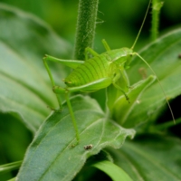 кузнечик