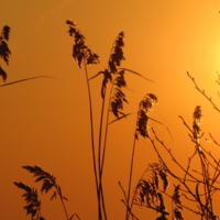 Ковыль - трава