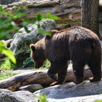 Солнечный мишка