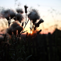 Вечер в деревне