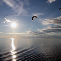 Чайки над Ладогой