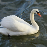 Вон как славно гребет лапками!