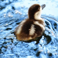 Водоплавающий и дикий