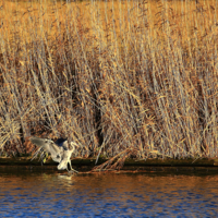 Приводняюсь...