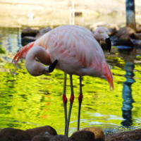 Загадка.Сколько фламинго?