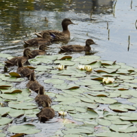 Равнение на "флагман"