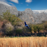 За Синей птицей...