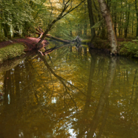 Там где лес заглядывает в реку.