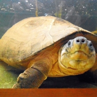 Будем знакомы!