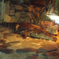 Крокодилы...