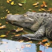 Крокодильи игры.