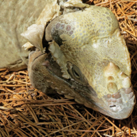 Чудище заморское.