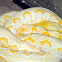 Змея-альбинос
