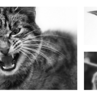 Страшнее кошки...