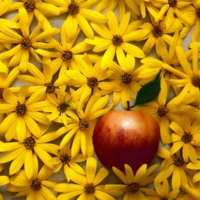 Яблочки - цветочки.