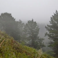 Сосны в тумане