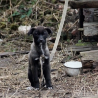 На привязи!