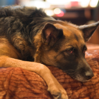 "Я Вам завтра помогу..."