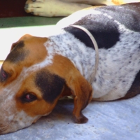 Отдохнуть дайте, а ?