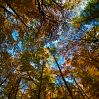 Осенний этюд