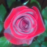 просто роза дубль 2