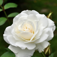 Аромат белой розы