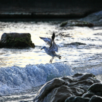 Бегущая по волнам...