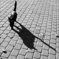 Баланс Чёрного, или ...