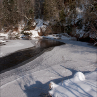 Белый Кот, созерцающий зиму