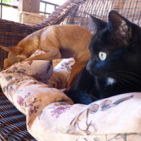 Здорово я игрушку припрятала...