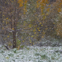 Осенний снег