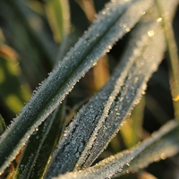 Мороз засахарил природу