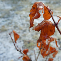 Морозное утро ноября