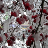 В ледяном плену