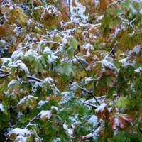 Первые признаки