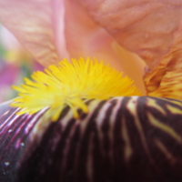 Осенний цветок