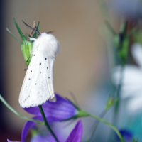 Мотыльковая принцесса