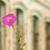 Цветок и камень