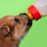 Заменитель мамки