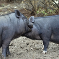 Свинячьи нежности :-)))