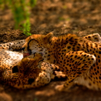 Нежный и ласковый