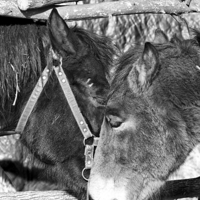 Лошади, как люди