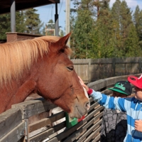 "Погладь лошадку! Ей нравится."