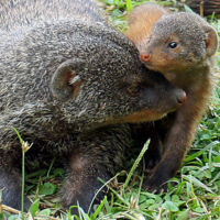 Маленькая моя