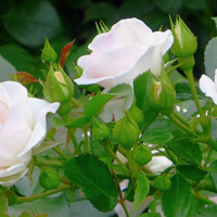 Нежный аромат исходит от неё...